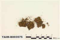 藏品(叢苔科)的圖片